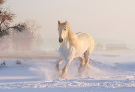 Weißes Pferd im Schnee © kudybadorota - pixabay