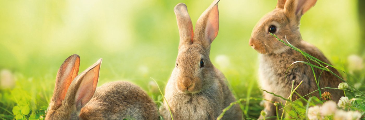 Kleine Hasen