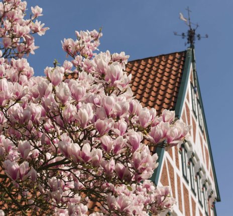 Kirschblüte in Jork &copy; Diana Asbeck