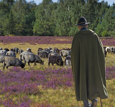 Heidschnuckenherde &copy; artfocus-fotolia.com